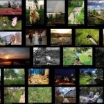 Osiedle okiem mieszkańców. Konkurs fotograficzny w Wolnym Mieście.