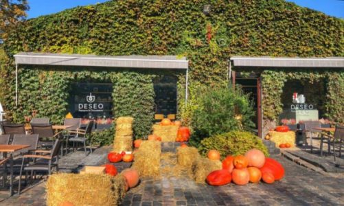 Mini farma dyń – jesienny klimat w DESEO