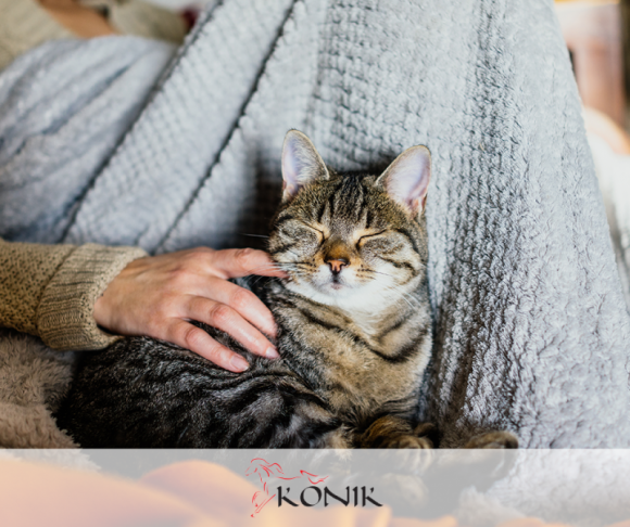 DOBRE TOWARZYSTWO DLA SENIORA Styl życia, LIFESTYLE - Uważa się, że zwierzęta są dobre na wszystko, szczególnie dla seniorów, którzy często są bardzo samotni i czują, że nie mają już celu w życiu. Jednak decyzję o posiadaniu zwierzaka trzeba dokładnie przemyśleć, aby nie cierpiał ani senior, ani jego czworonożny przyjaciel.