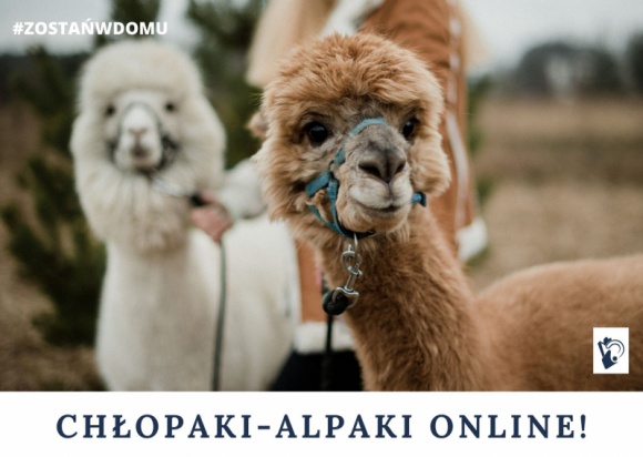Spotkania online z Alpakami z Ośrodka Koparka Styl życia, LIFESTYLE - Alpaki to zwierzęta, które uwielbiają wszyscy. Zarówno dzieci, jak i dorośli. Każde spotkanie z nimi to duża dawka radości i oddechu od codziennego stresu.